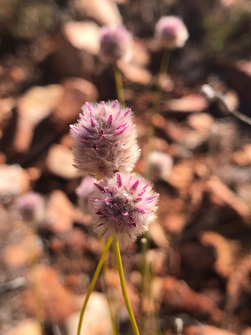 Ptilotus schwartzii photo 7