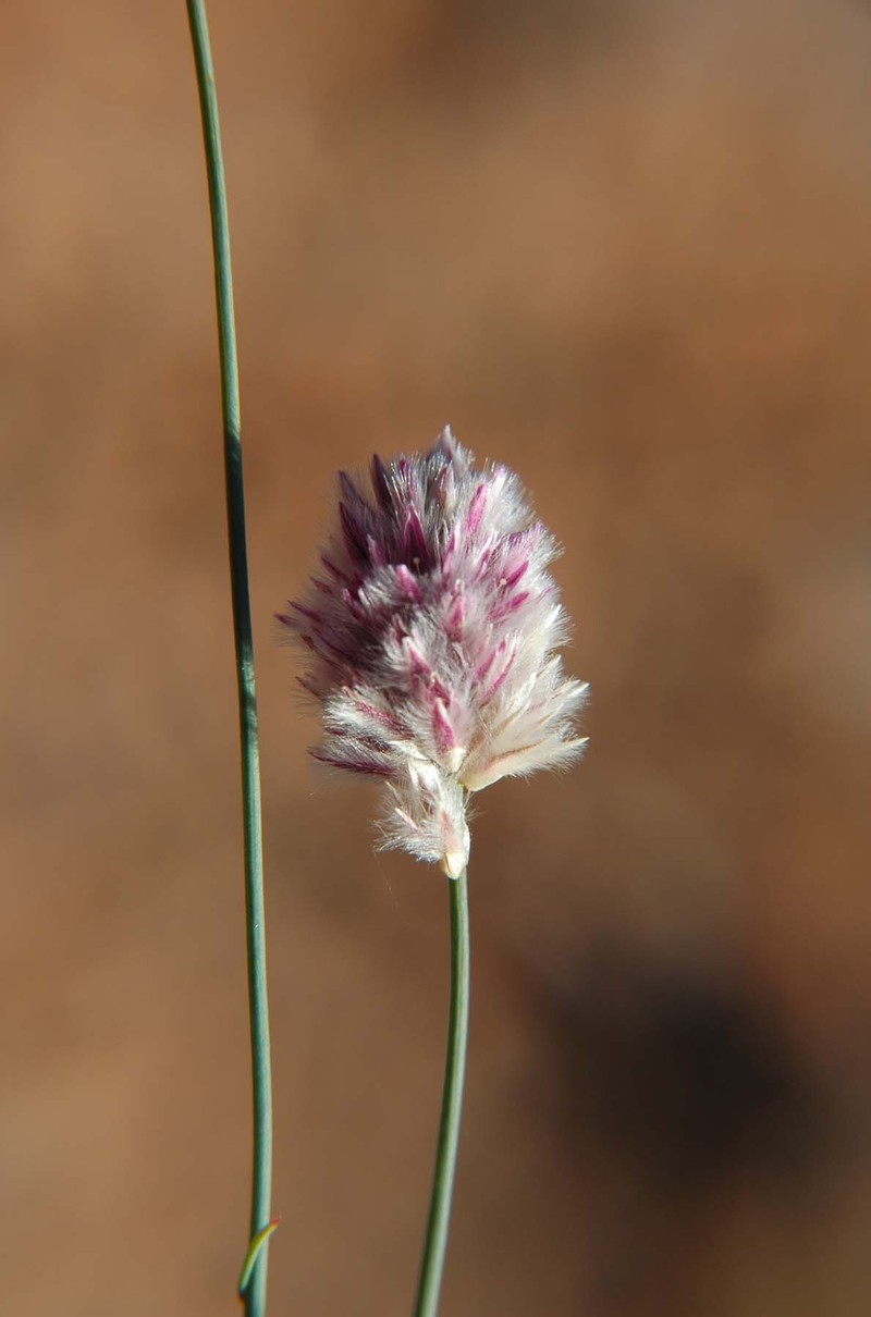 Ptilotus schwartzii var. schwartzii