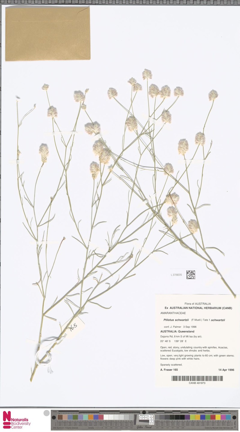 Ptilotus schwartzii var. schwartzii photo 2