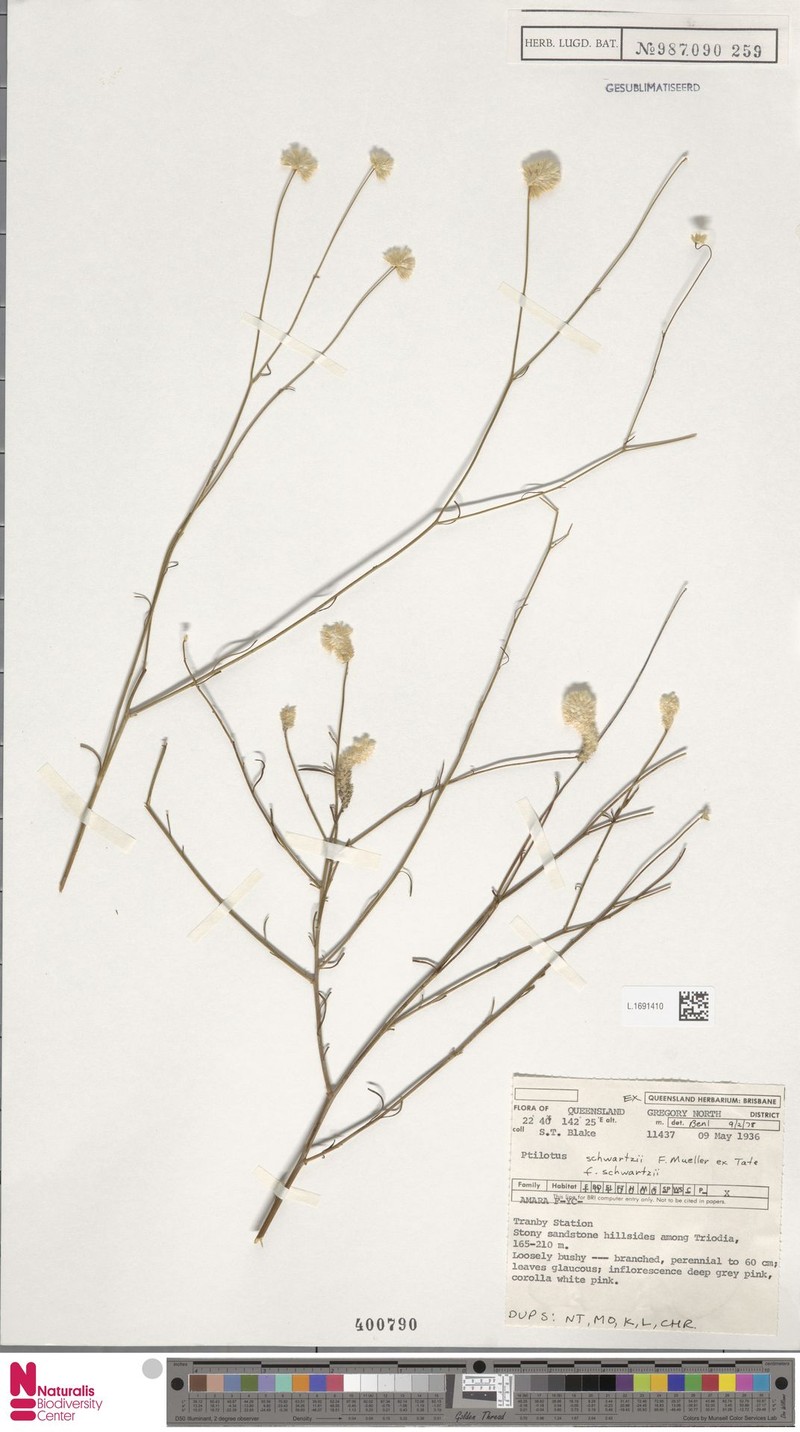 Ptilotus schwartzii var. schwartzii photo 3