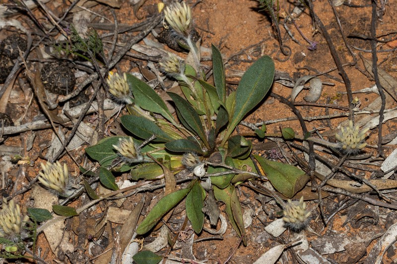 Ptilotus seminudus photo 2