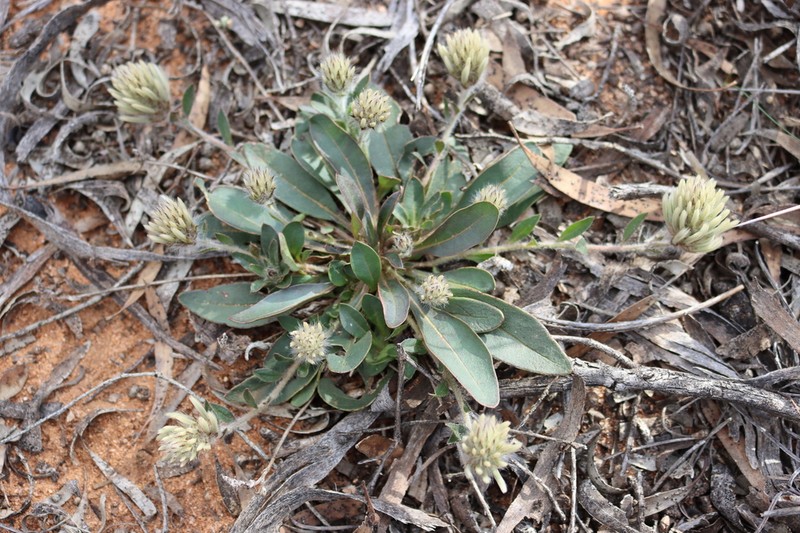 Ptilotus seminudus photo 3