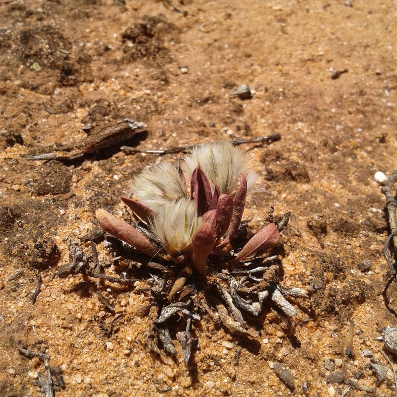 Ptilotus seminudus photo 4