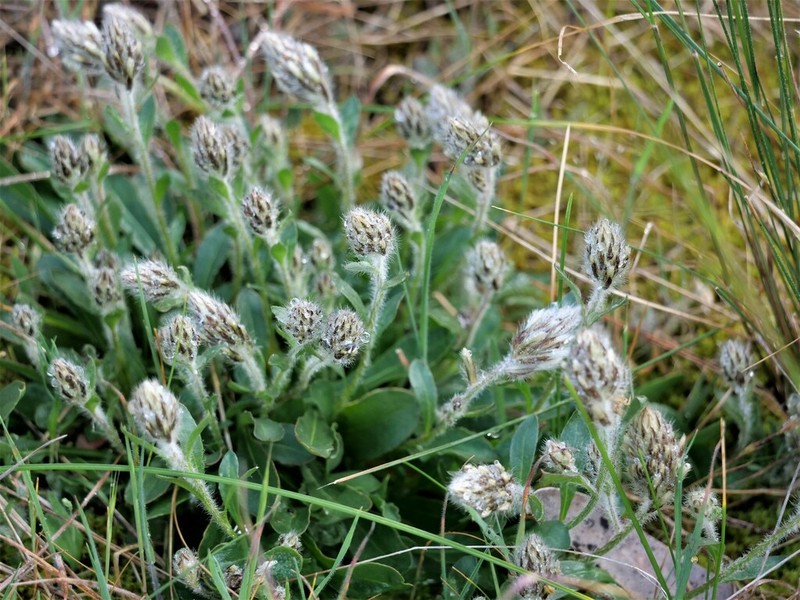 Ptilotus seminudus photo 5