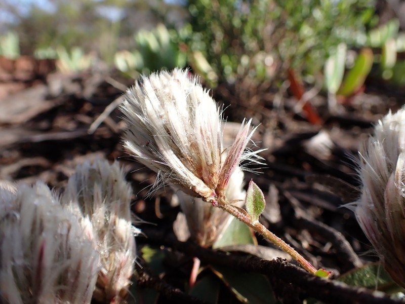 Ptilotus seminudus photo 6