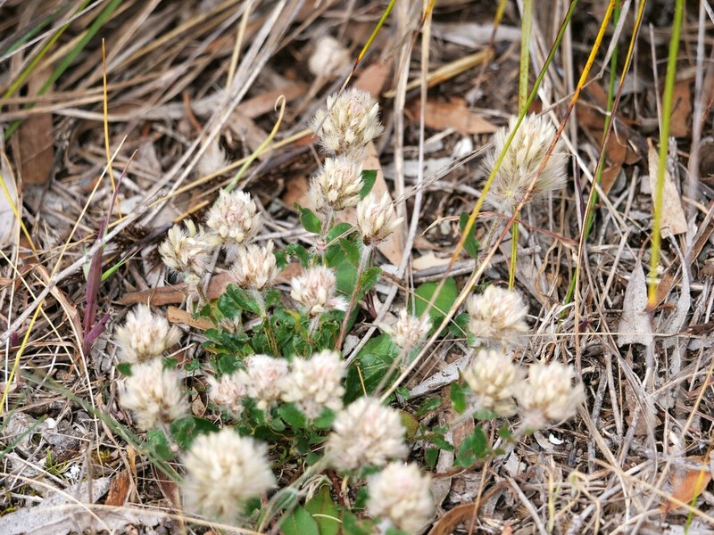 Ptilotus seminudus photo 7