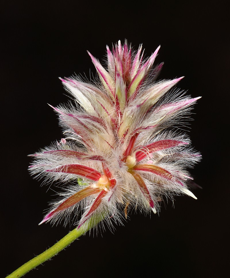 Ptilotus sericostachyus