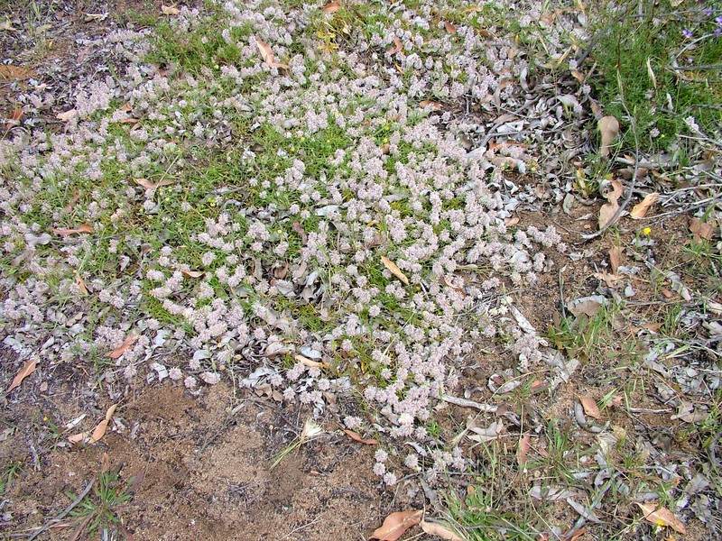Ptilotus sericostachyus photo 2