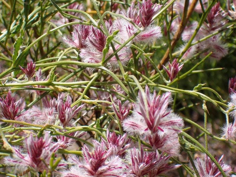Ptilotus sericostachyus photo 3
