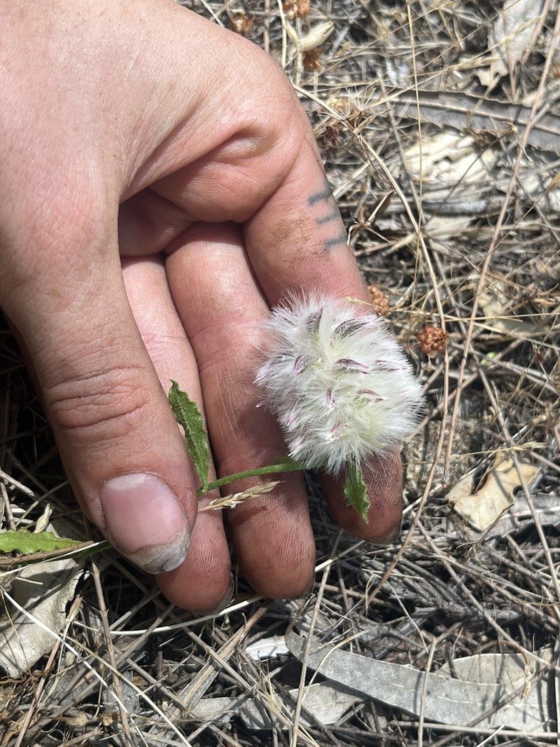 Ptilotus sericostachyus photo 5