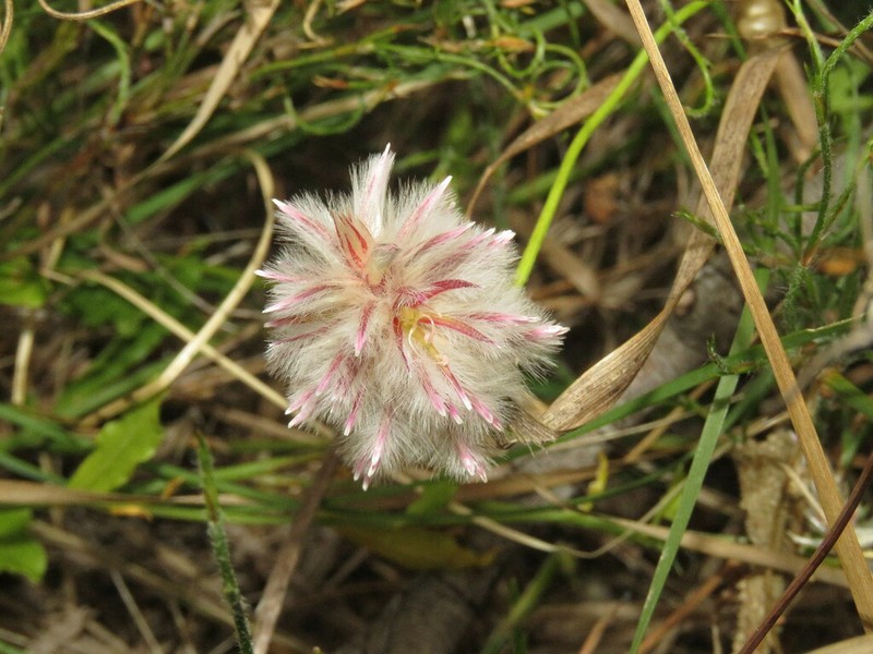 Ptilotus sericostachyus photo 6