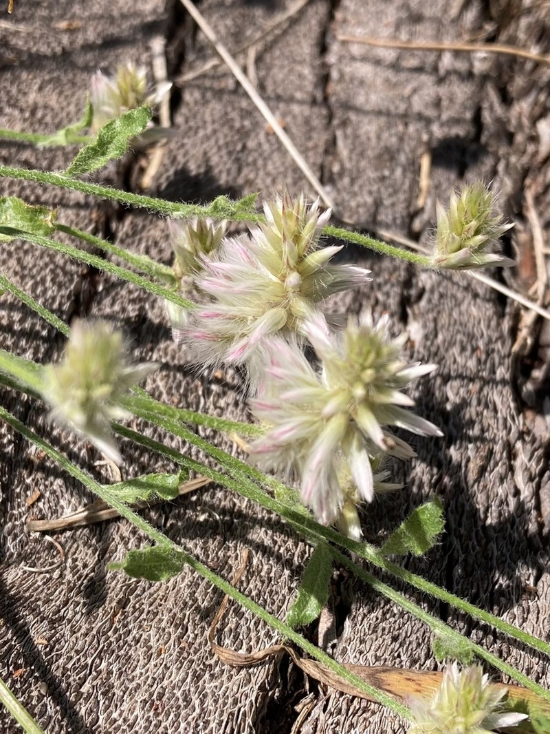 Ptilotus sericostachyus photo 7