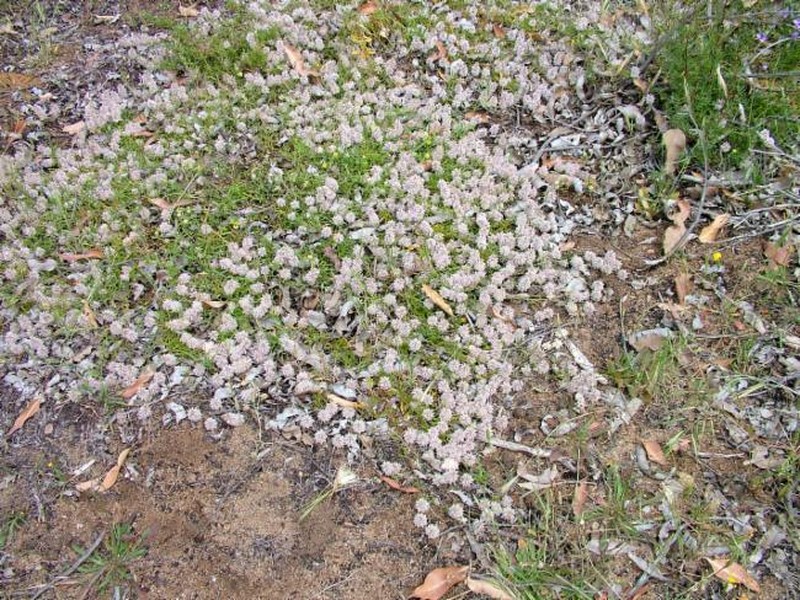 Ptilotus sericostachyus subsp. sericostachyus