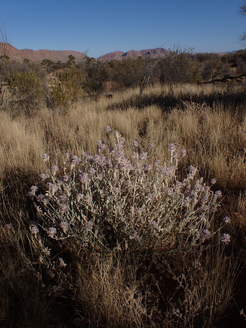 Ptilotus sessilifolius photo 2