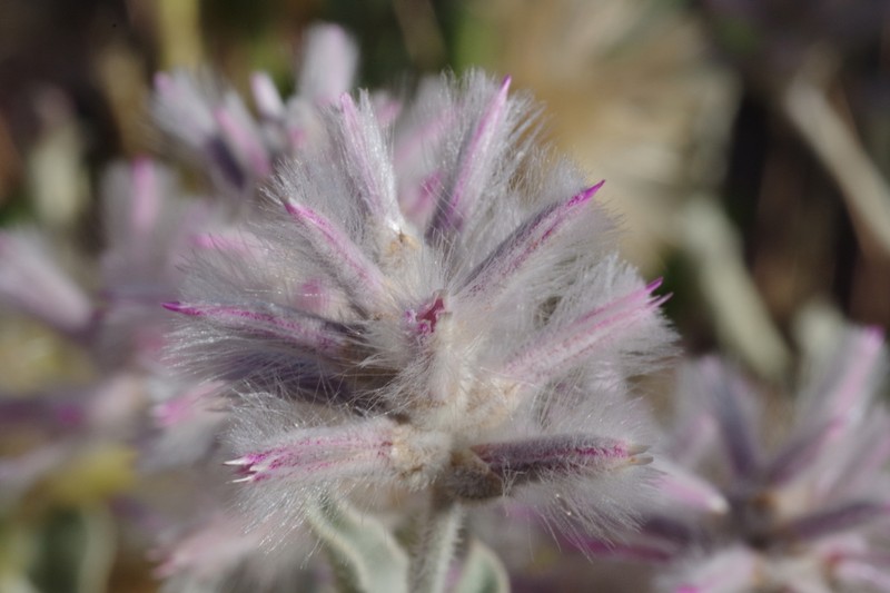 Ptilotus sessilifolius photo 3