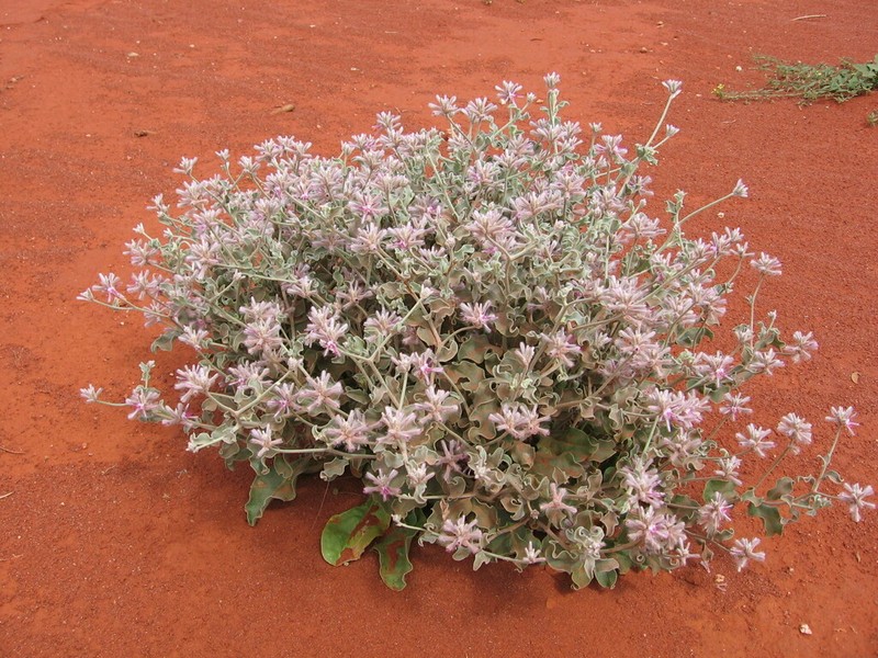 Ptilotus sessilifolius photo 4