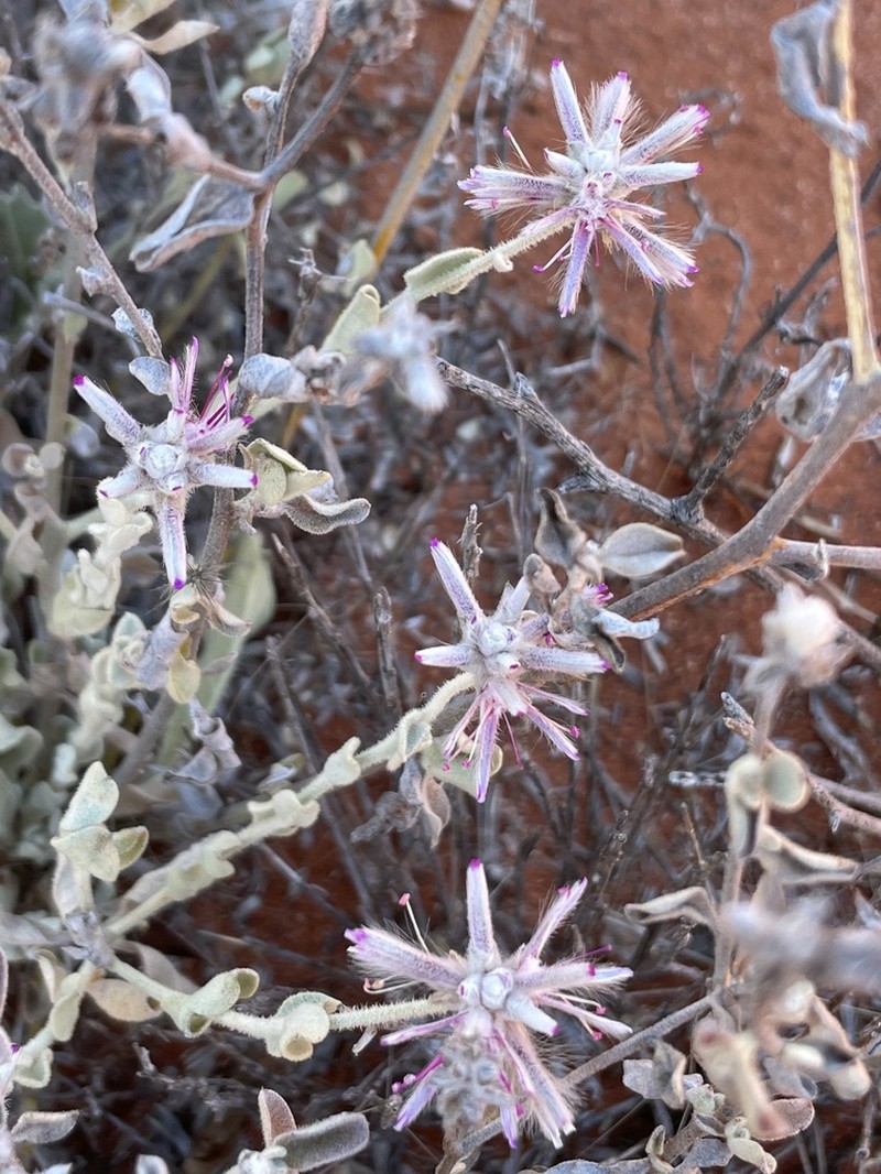 Ptilotus sessilifolius photo 5