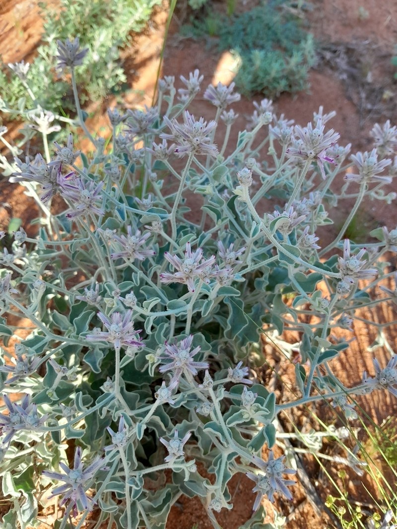 Ptilotus sessilifolius photo 6