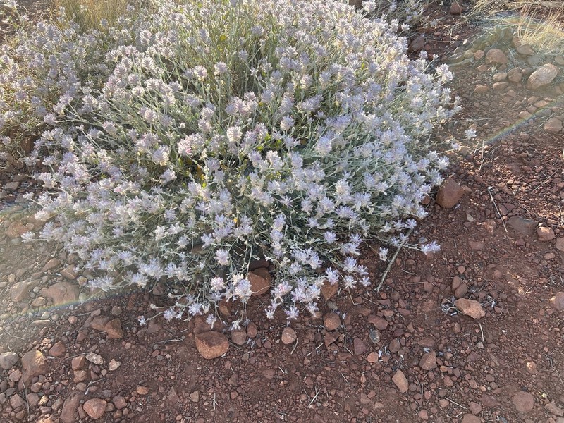 Ptilotus sessilifolius photo 7