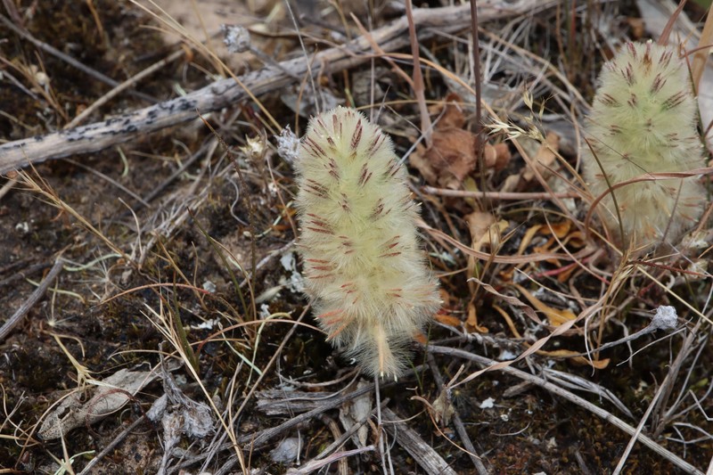 Ptilotus spathulatus