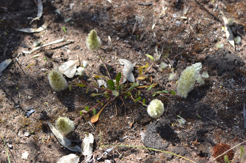 Ptilotus spathulatus photo 2