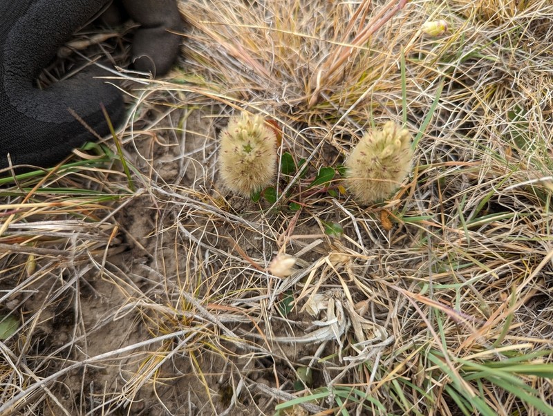 Ptilotus spathulatus photo 3