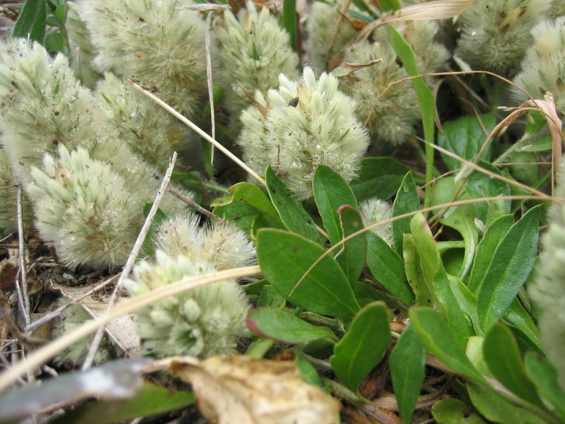 Ptilotus spathulatus photo 4