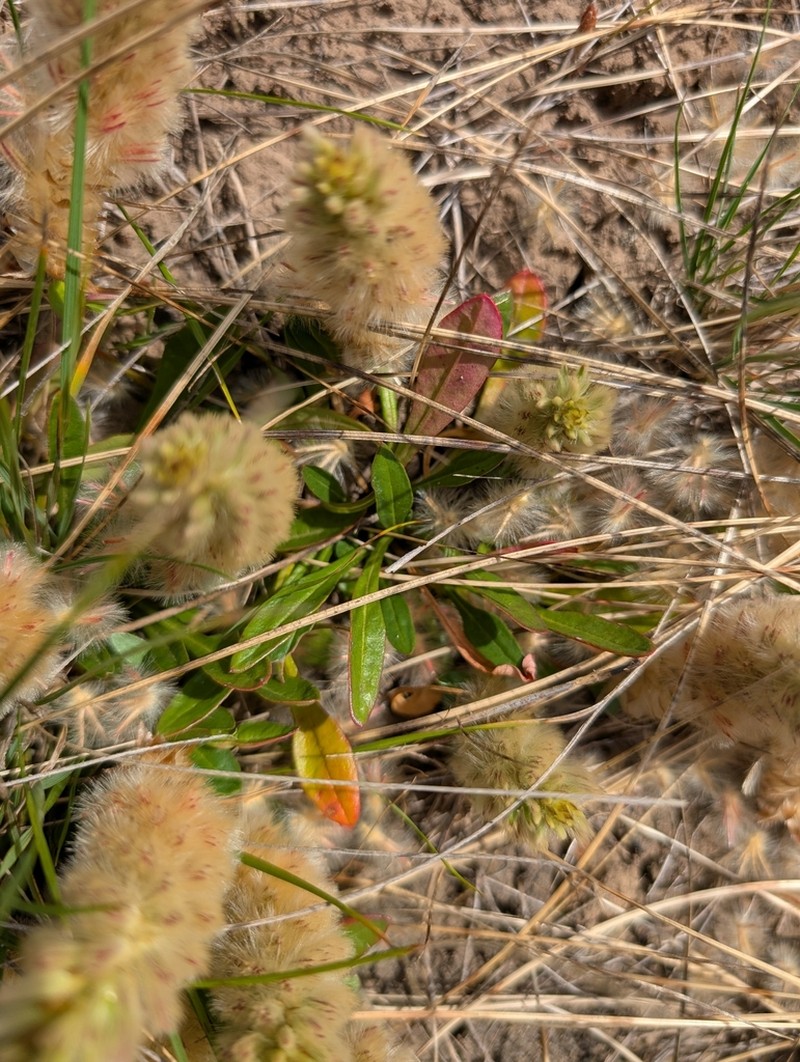 Ptilotus spathulatus photo 5