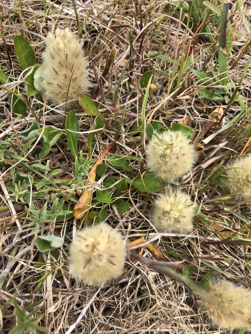 Ptilotus spathulatus photo 6