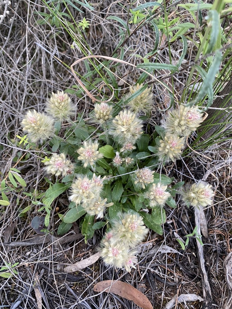 Ptilotus spathulatus photo 7