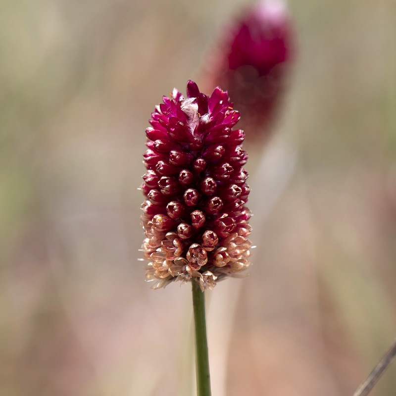 Ptilotus spicatus