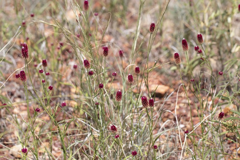 Ptilotus spicatus photo 2