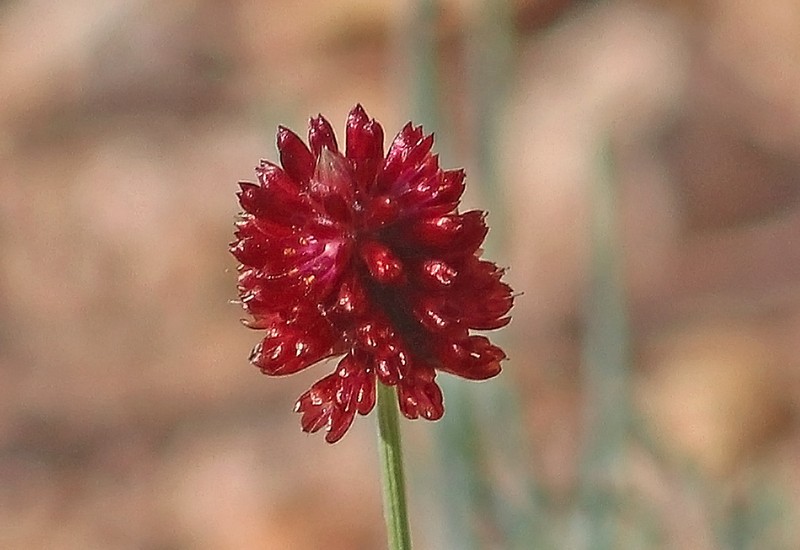 Ptilotus spicatus photo 4