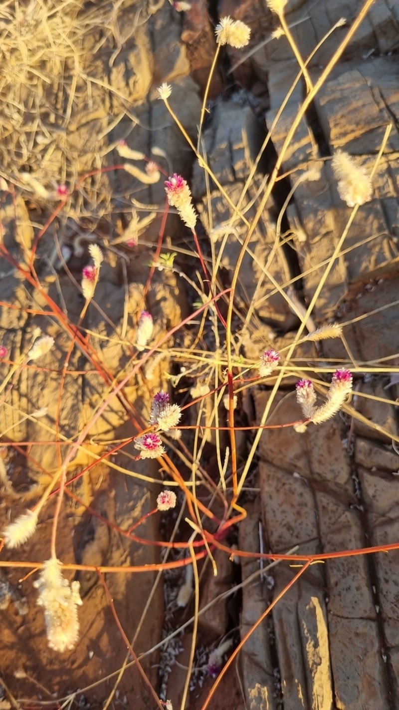 Ptilotus spicatus photo 5