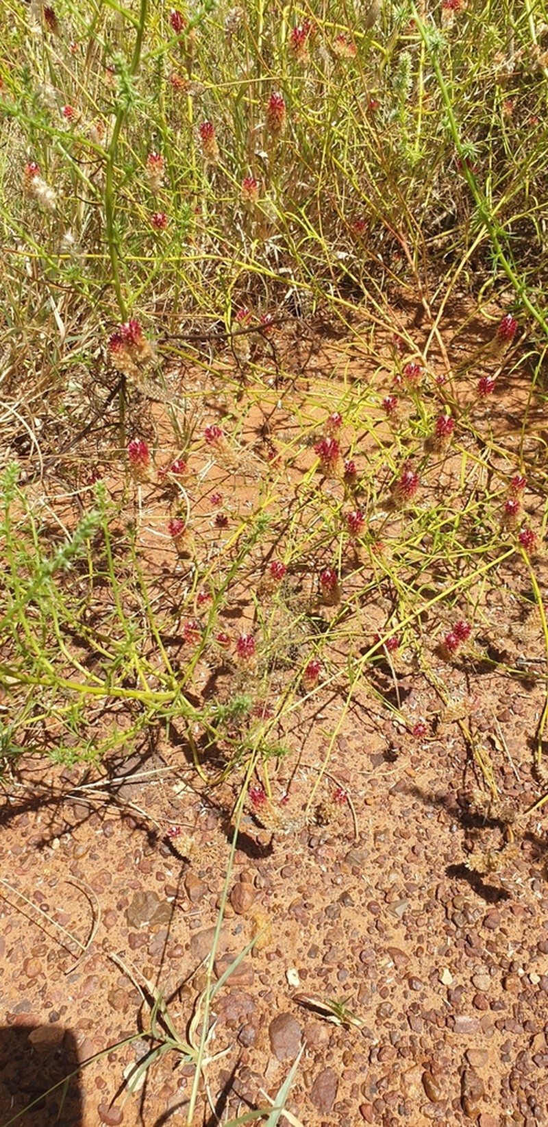 Ptilotus spicatus photo 6