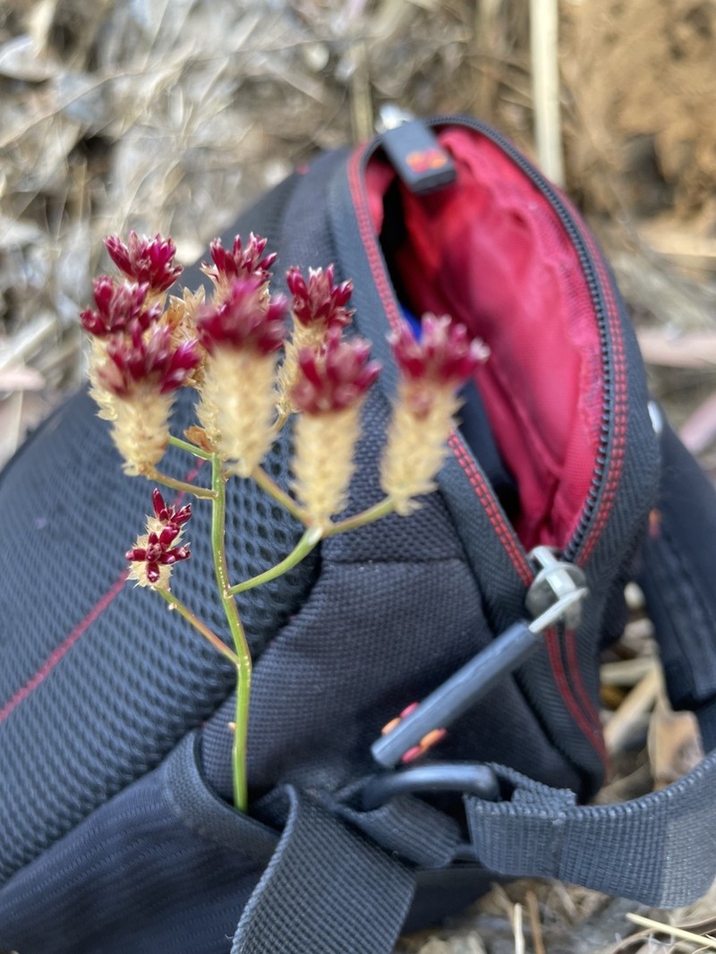 Ptilotus spicatus photo 7