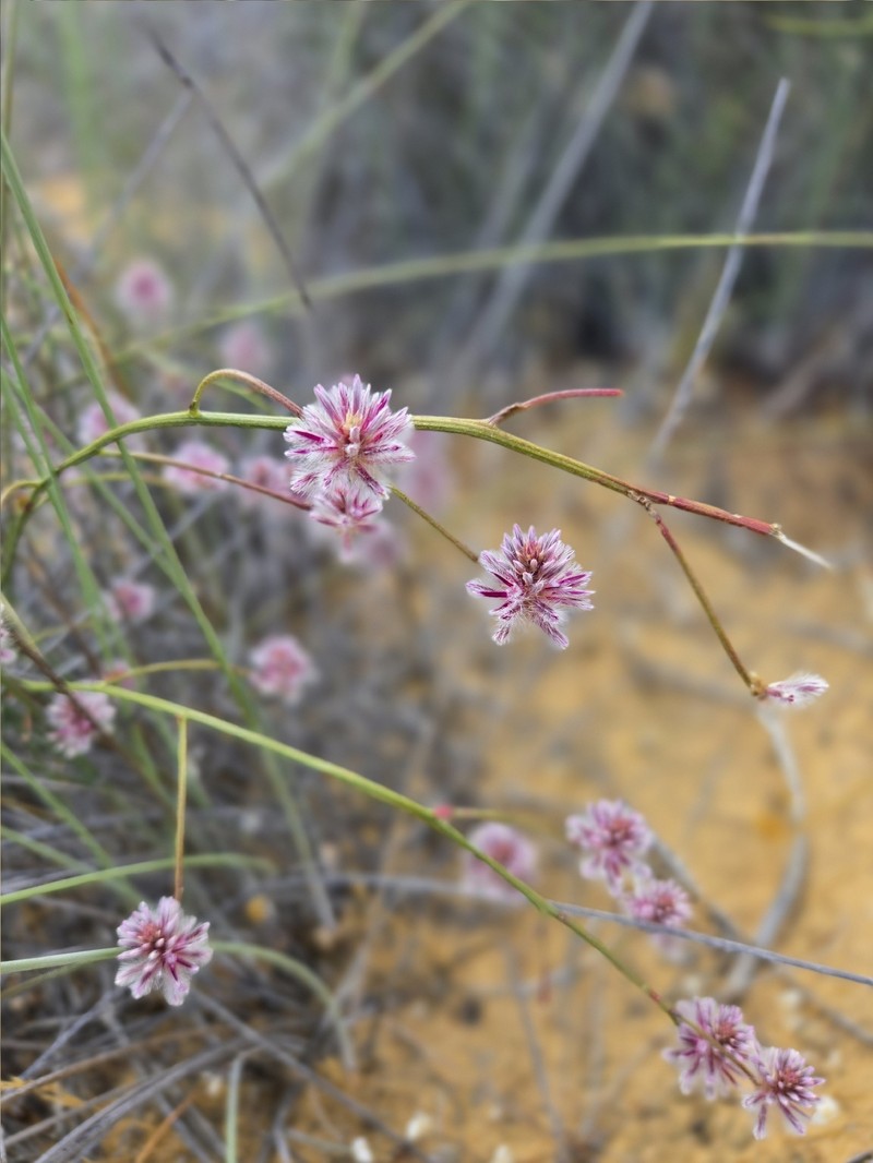 Ptilotus stirlingii subsp. stirlingii