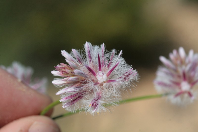 Ptilotus stirlingii subsp. stirlingii photo 2