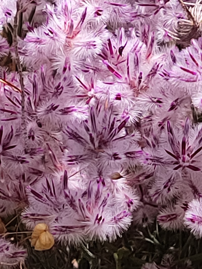Ptilotus stirlingii subsp. stirlingii photo 3
