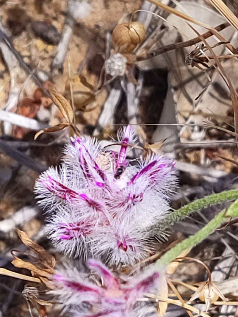 Ptilotus stirlingii subsp. stirlingii photo 4