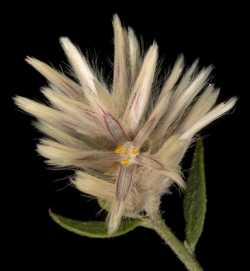 Ptilotus symonii