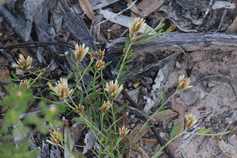 Ptilotus symonii photo 2
