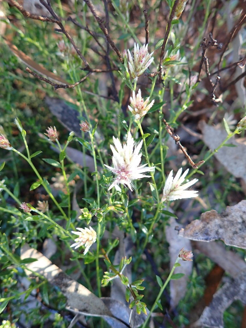 Ptilotus symonii photo 3