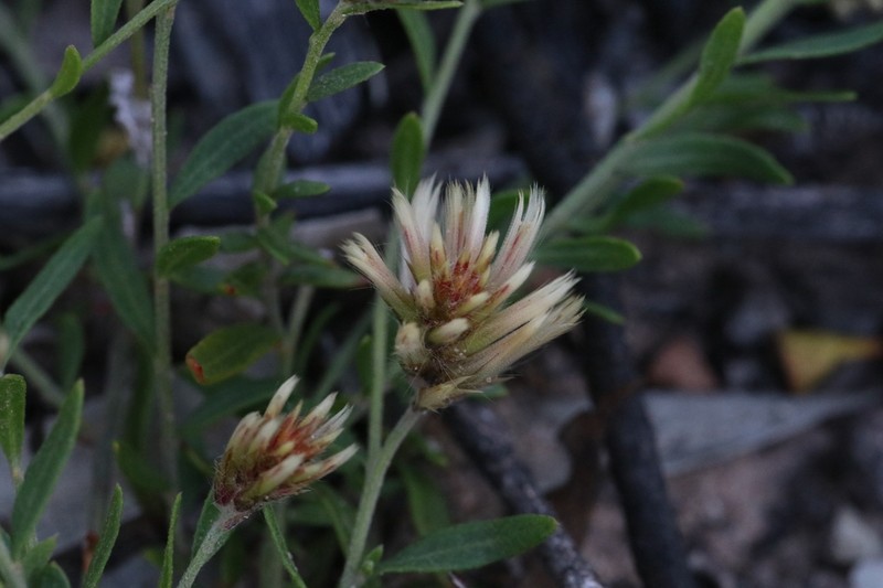 Ptilotus symonii photo 4