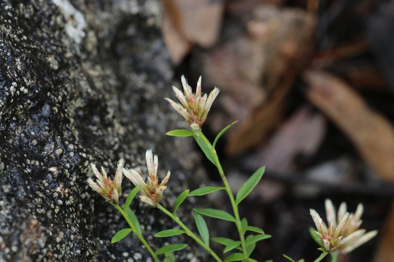Ptilotus symonii photo 5