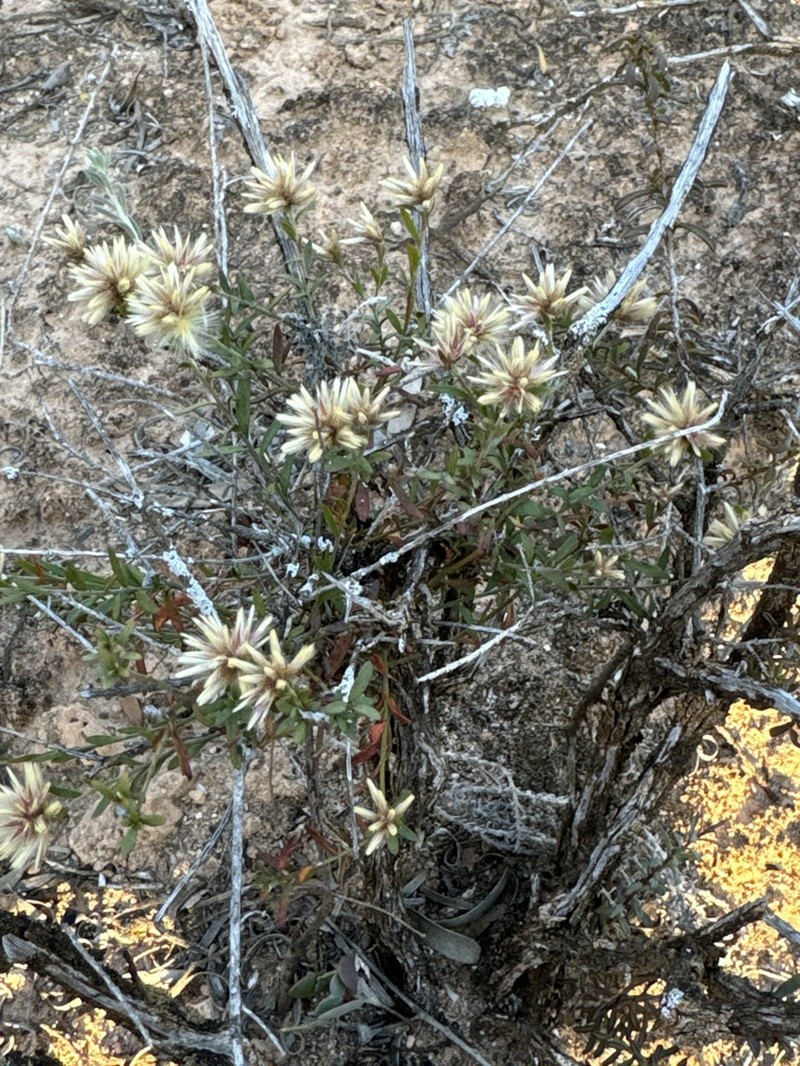 Ptilotus symonii photo 6