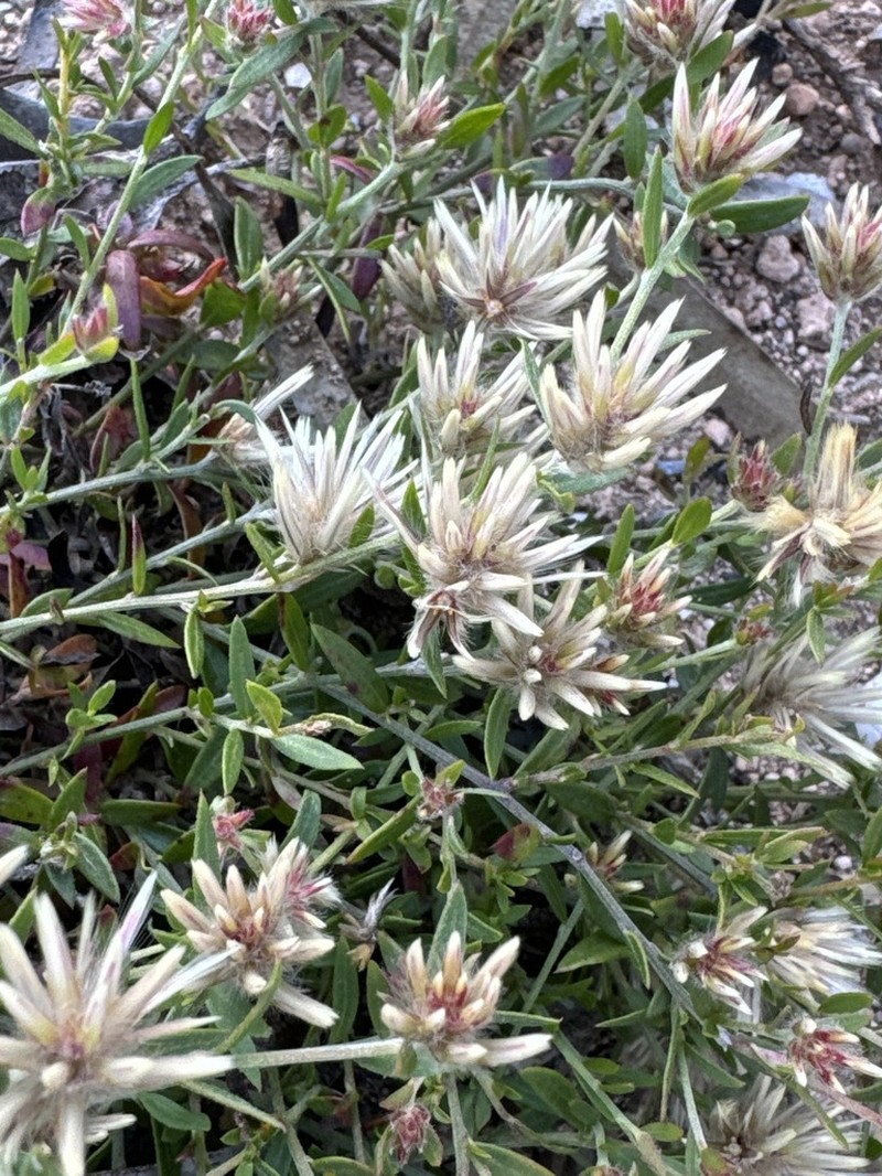 Ptilotus symonii photo 7