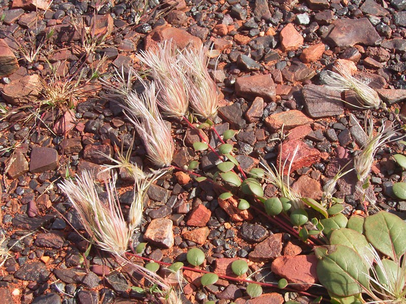 Ptilotus trichocephalus