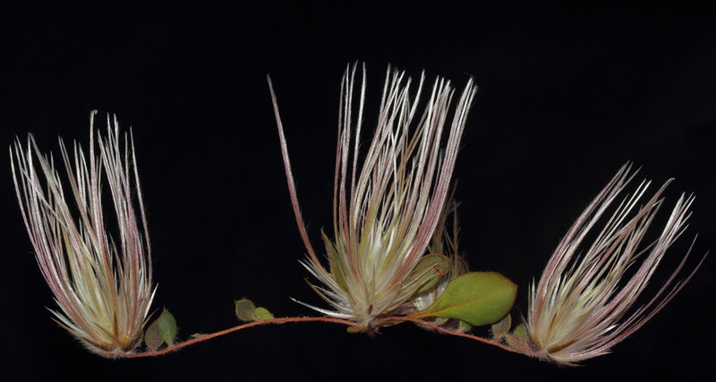Ptilotus trichocephalus photo 2