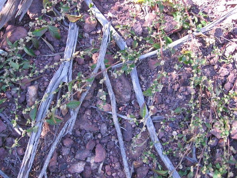 Ptilotus uncinellus